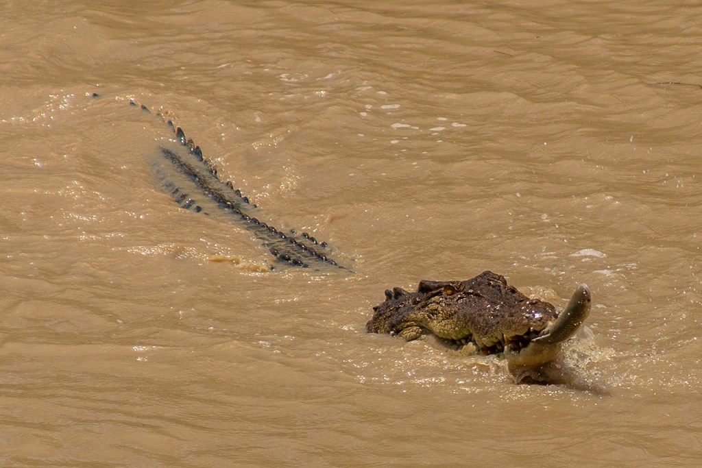 cocodrilo pescando, Norte de Australia.
Te cuento de viajes