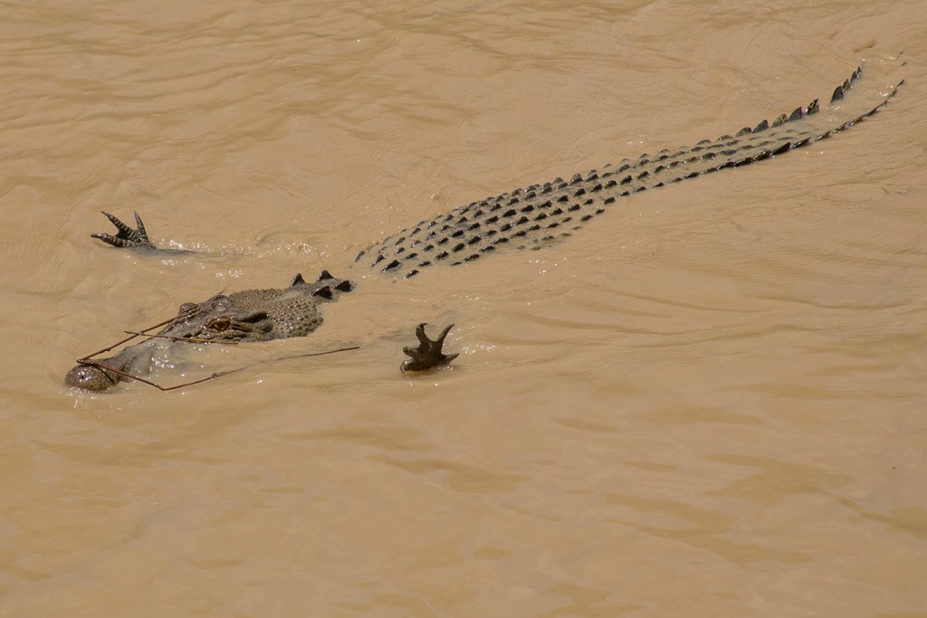 cocodrilo flotando contracorriente. Australia.
Te cuento de viajes