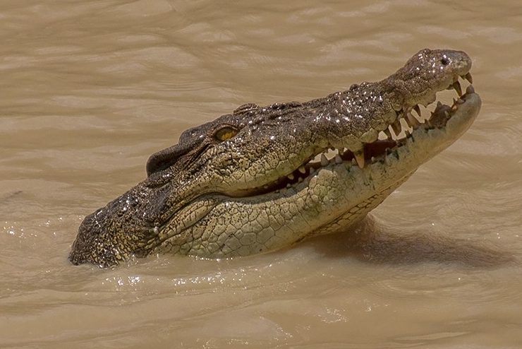 Detalle cara cocodrilo agua salada.
Te cuento de viajes