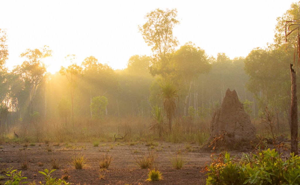 Termiteros en Australia.
Te cuento de viajes