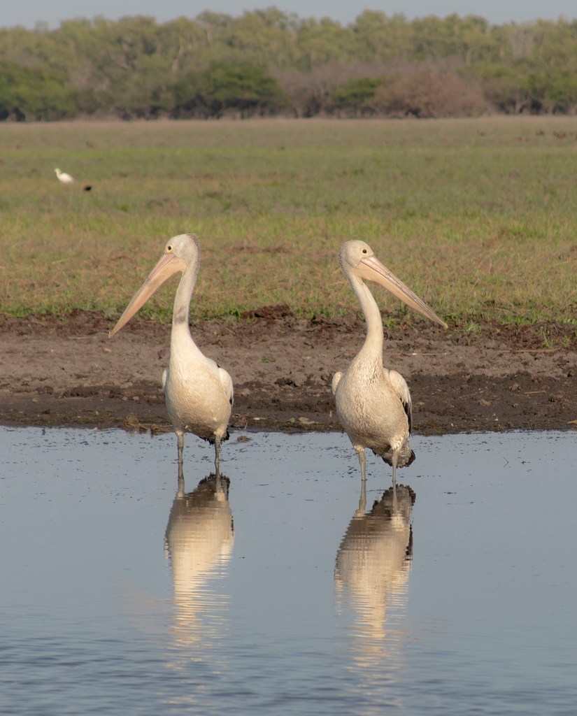 Pelicanos Kakadu N.P. Australia
Te cuento de viajes