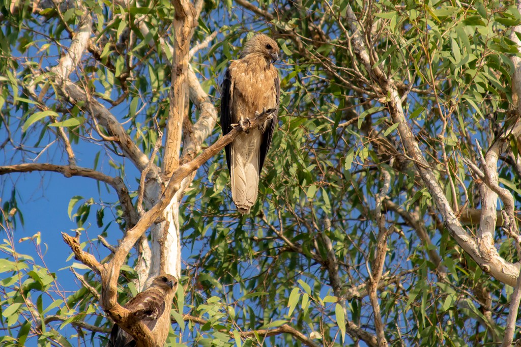 Aves en Norte de Australia. Rapaz.
Te cuento de viajes