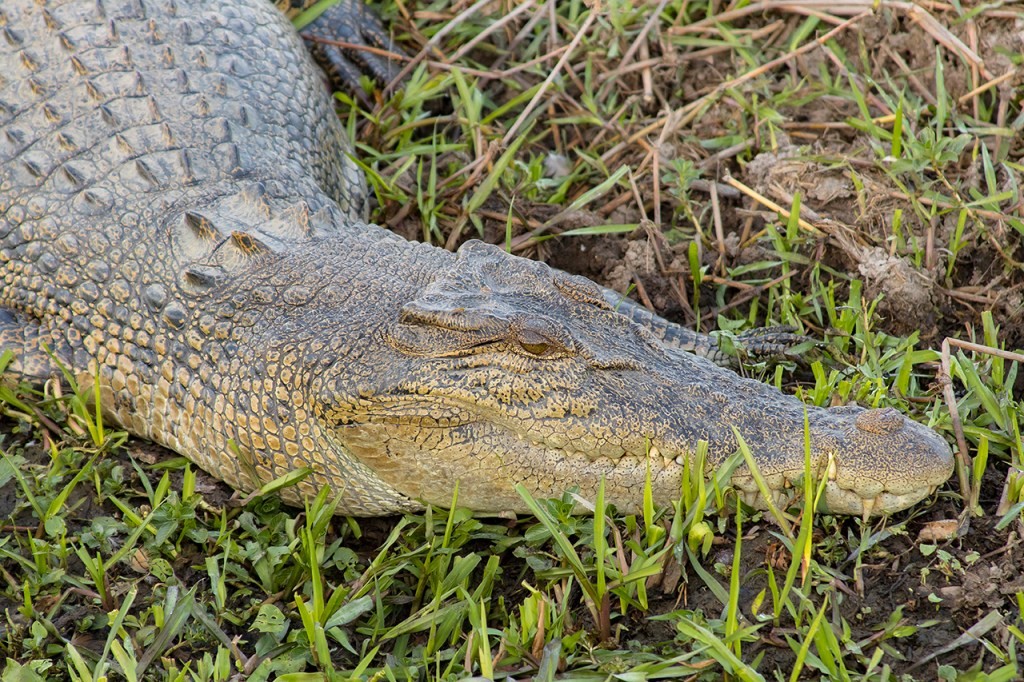 Donde ver fauna en Australia
Te cuento de viajes